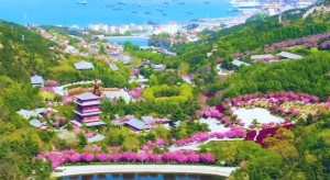 4月20日至5月5日威海赤山景區(qū)邀您共度浪漫櫻花季！