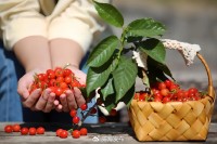 5月18日至6月16日，“櫻桃之約”邀你共赴！